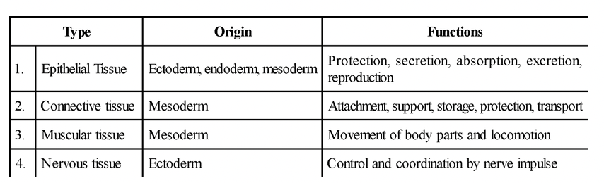 Types of Animal Tissues